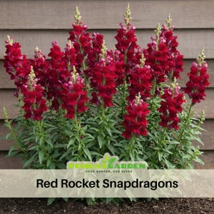 May include: A cluster of vibrant red snapdragon flowers with green foliage. The image features the text "Red Rocket Snapdragon" at the bottom, with a garden logo. The flowers are in full bloom, showcasing their rich color and texture.