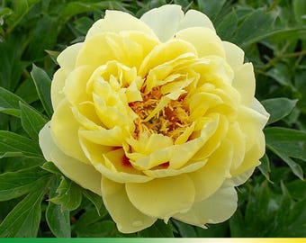 10+ Seeds| Bright Yellow Peony Seeds - Paeonia - Attract butterflies - Open-Pollinated - Organic - Heirloom -  #B004