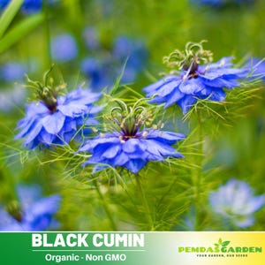 15 Seeds| Black (Charnushska) Cumin  Seeds - Black Cumin - Easy to Grow Garden Spice- Authentic - Heirloom - Pollinator friendly -  #6029