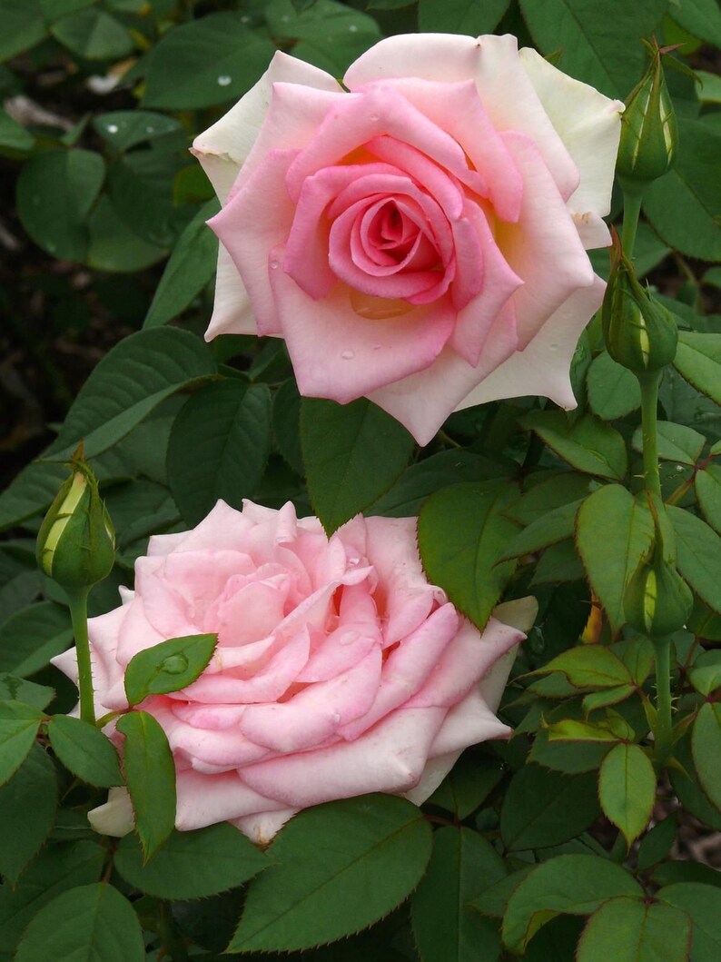 Pink Tea Roses 30+ Seeds|pink Hybrid Tea Rose Perennial Flower - Authentic Seeds ...