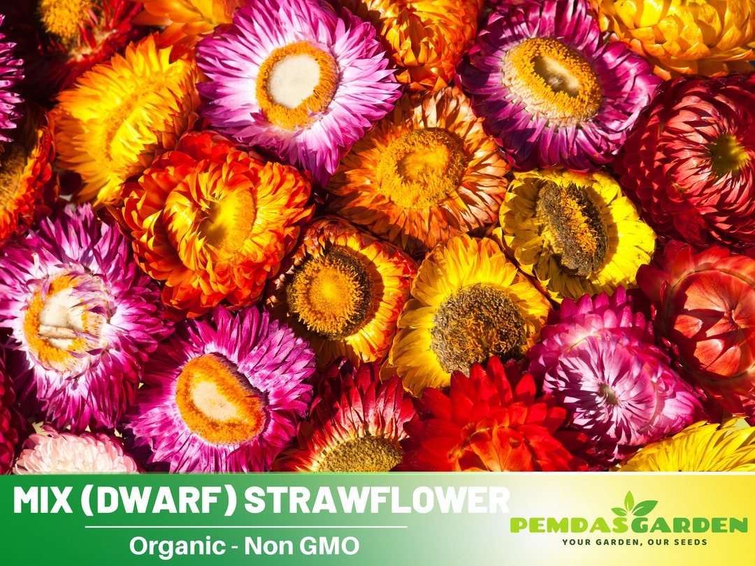 100 Seeds Tom Thumb Mix dwarf Strawflower Seeds Authentic Seeds