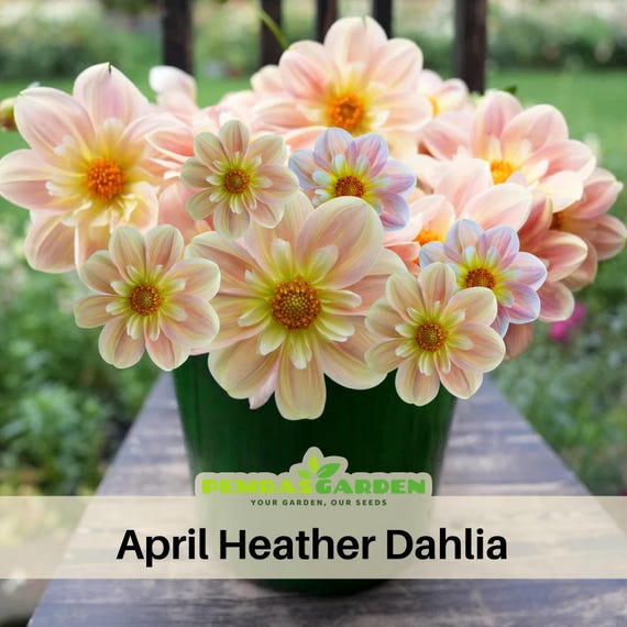 40+ Seeds| April Heather Dahlia Seeds- Pollinator Friendly- Open Pollinated  - Heirloom - Mix Seeds to Plant - #D094