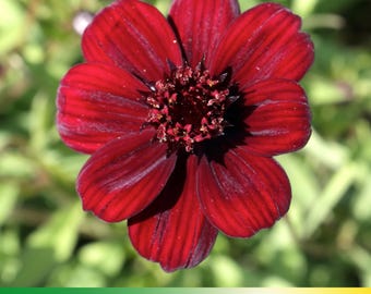 50+ Seeds| Futaba Rare Chocolate Cosmos Seeds ~ Authentic Seeds ~ GMO Free ~Flower seeds~ Vegetable seeds~ Asian Garden~ Flowers~ Herbs