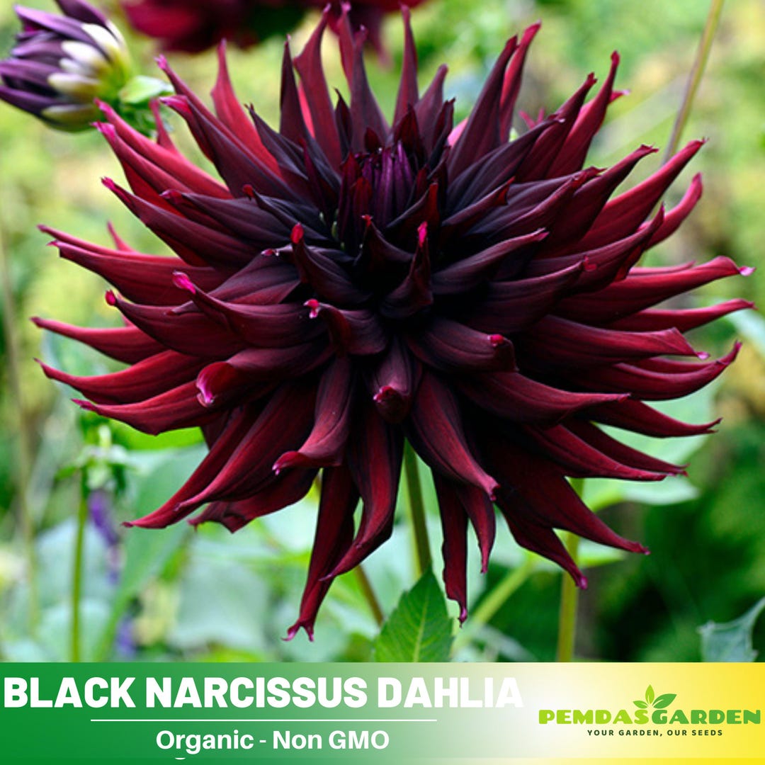 Black Narcissus Dahlia