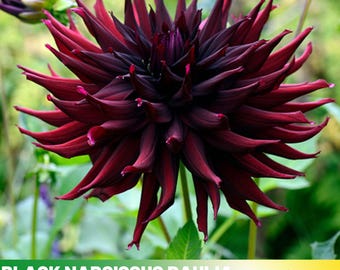 40+ Seeds| Black Narcissus Dahlia Seeds - Pollinator Friendly- Open Pollinated - Heirloom - Flower Seeds - Mix Seeds to Plant -  #D063