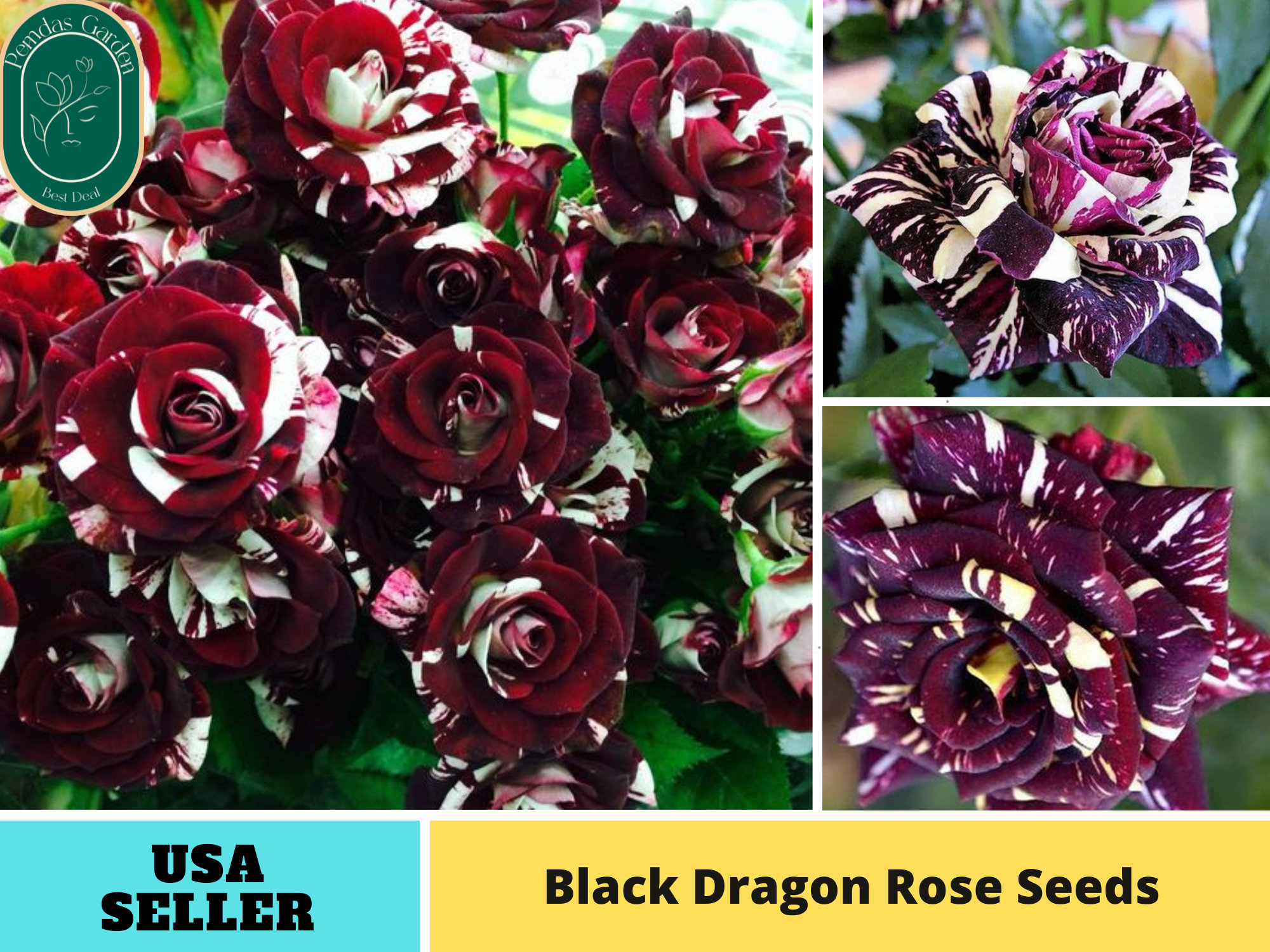 Black Dragon Rose Plant