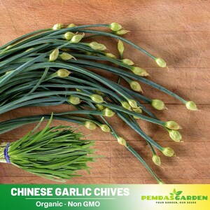 30 Seeds| Chinese Chives Garlic Seeds- Authentic Seeds ~ GMO Free ~ Seeds~Flower seeds~ Vegetable seeds~ Asian Garden~ Herbs  #7028