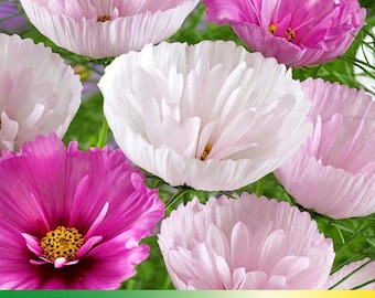 50+ Seeds| Cupcakes and Saucers Mix Cosmos Seeds ~ Authentic Seeds ~ GMO Free ~ ~Flower seeds~ Vegetable ~ Asian Garden~ Flowers~