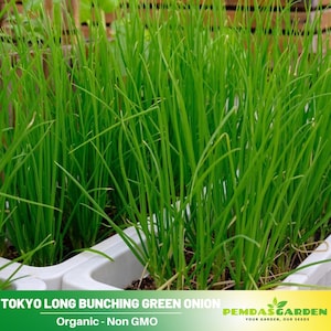 40 Seeds |Onion Seeds, Tokyo Long Bunching Green- Authentic Seeds~GMO Free~ Seeds~Flower seeds~Vegetable seeds~ Asian Garden~Herb   #7030