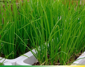 40 Seeds |Onion Seeds, Tokyo Long Bunching Green- Authentic Seeds~GMO Free~ Seeds~Flower seeds~Vegetable seeds~ Asian Garden~Herb   #7030