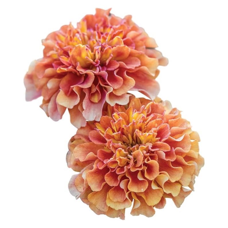 May include: Two vibrant, fully bloomed zinnia flowers. The petals display a gradient of colors, transitioning from a deep reddish-orange at the center to lighter peach and yellow hues at the edges. The flowers are set against a clean white background.