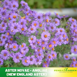 Aster novae-angliae (New England Aster) Aster Seeds - China Aster - Authentic - Open-Pollinated - Heirloom - Mix Seeds to Plant -  #8043