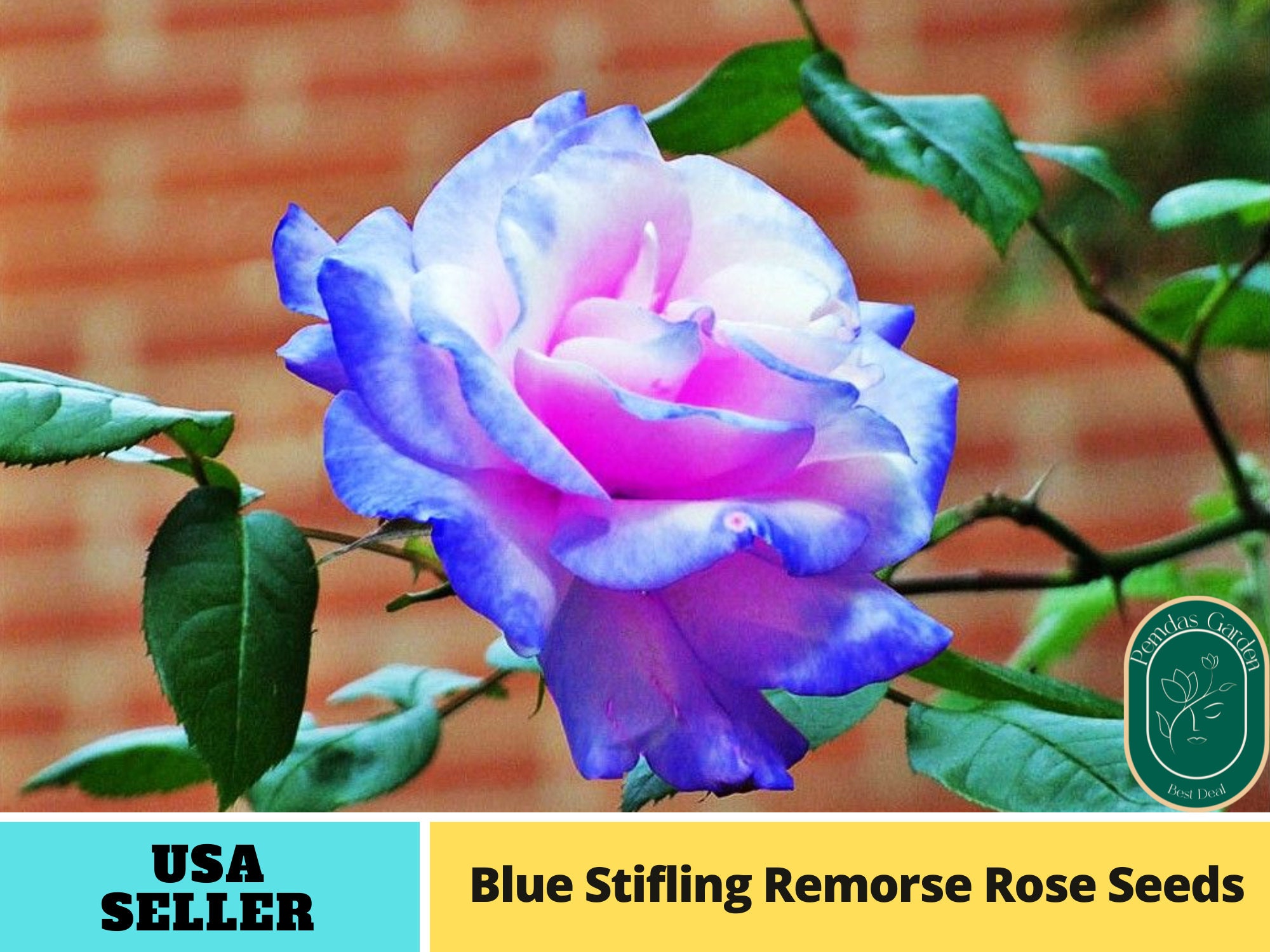 30 Seeds Blue Stifling Remorse Flower Rose Seeds Authentic Etsy