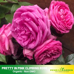 30+ Seeds|Pretty in Pink Climbing Flower Rose Seeds - Authentic Seeds - Perennial~GMO Free~~Flower seeds ~ Asian Garden~ Herbs  #1115