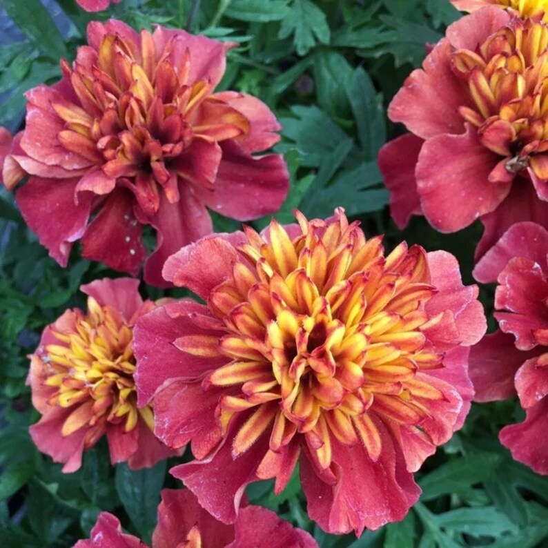 May include: Close-up of several marigold flowers in full bloom. The petals are a vibrant mix of red, orange, and yellow, with a layered, textured appearance. The flowers are surrounded by green foliage.