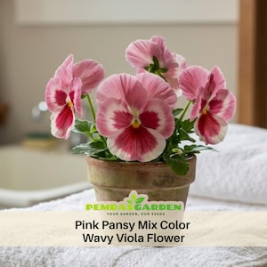 May include: A potted plant of pink pansies with wavy petals and a dark red center. The flowers are in full bloom, with green leaves and stems. The pot is a light brown color. The text on the image reads "Pink Pansy Mix Color Wavy Viola Flower".