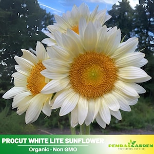 25+ Seeds| Procut White Lite Sunflower Seeds - Authentic Seeds - Perennial~ GMO Free ~~Flower seeds ~ Asian Garden~ Herbs   #E008
