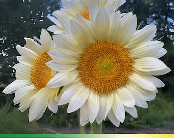 25+ Seeds| Procut White Lite Sunflower Seeds - Authentic Seeds - Perennial~ GMO Free ~~Flower seeds ~ Asian Garden~ Herbs   #E008