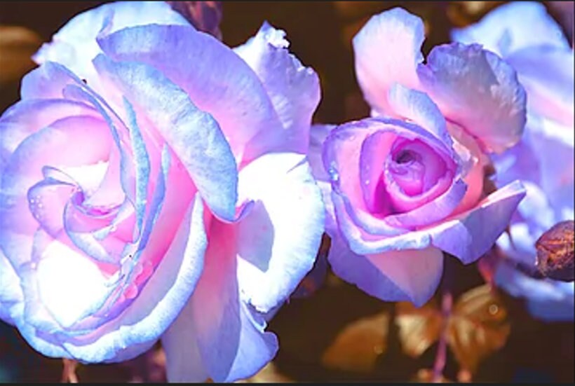 30 Seeds Blue Stifling Remorse Flower Rose Seeds Authentic Etsy