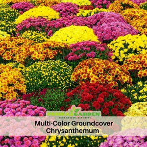 red rose bush seeds 5 RED ROSE Rosa Bush Shrub Perennial Flower Seeds main image 1