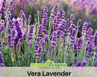 155 seeds| Vera  Lavender seeds - Authentic - Heirloom - Culinary &  Herb - Mosquito Repellent - Pollinator friendly - #6008