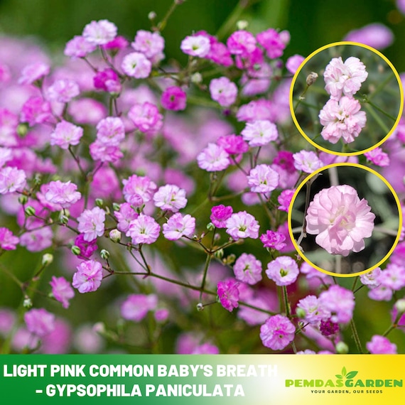 パンツ GPR-312/ 312-B Sandy Pants gypsohila Light Pink Common Baby's Breath Seeds - Gypsophila Paniculata