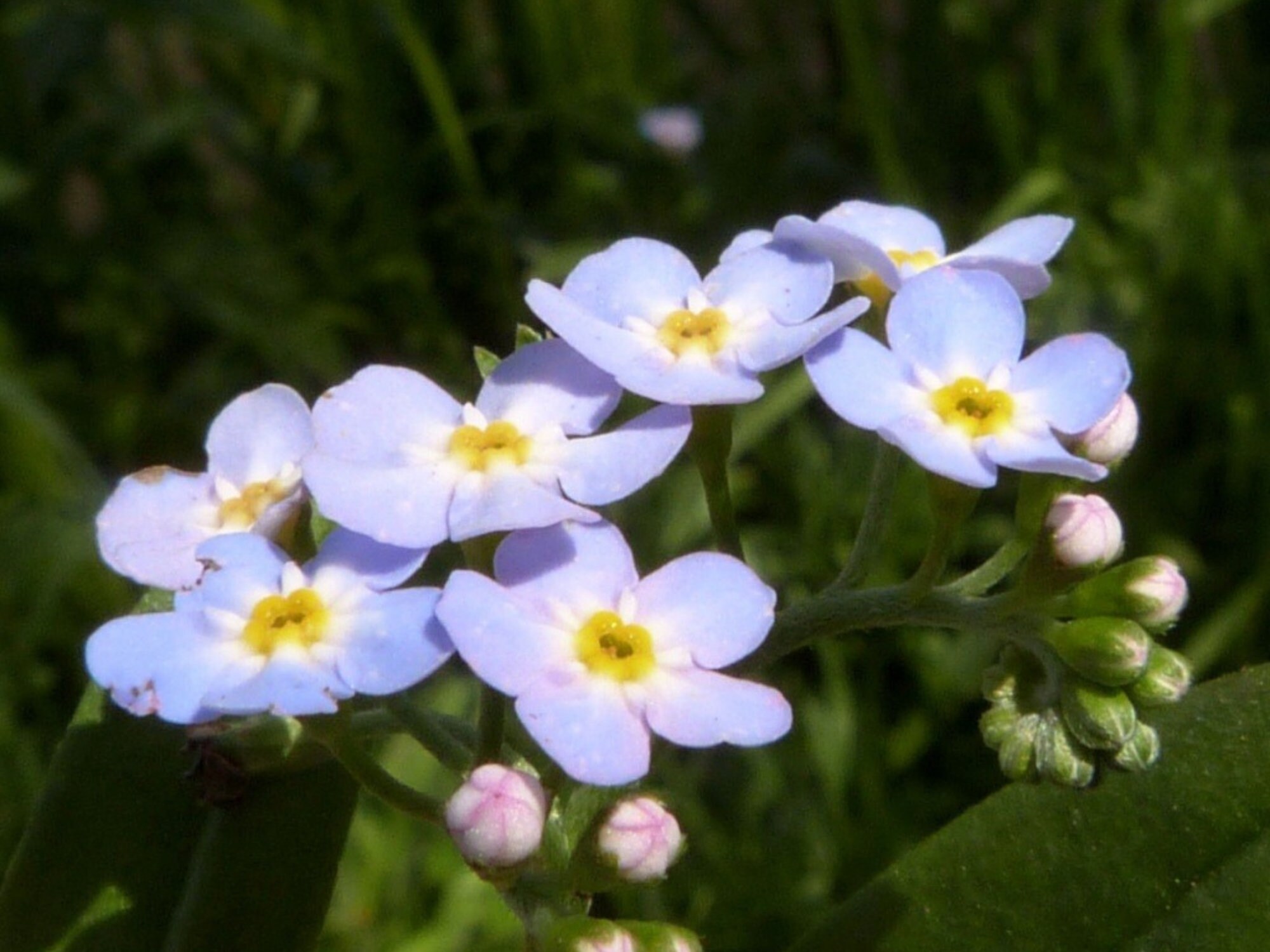 Myosotis Scorpioides (water Forget-me-not) Seeds - Open