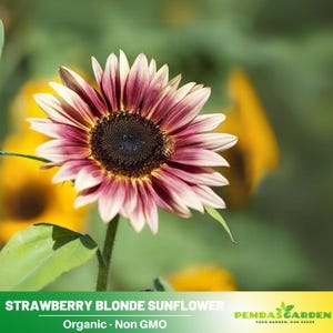 25+ Seeds| Strawberry Blonde Sunflower Seeds - Helianthus annuus - Open-Pollinated - Organic - Heirloom - Mix Seeds to Plant -  E016