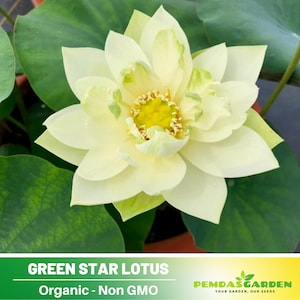 5 Rare Seeds| Green Star Lotus Seeds  - Indian Lotus (Nelumbo nucifera) Seeds - Flower Seeds -  #Q043