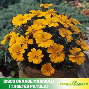 May include: A close-up of a pot of Disco Orange Marigold (Tagetes Patula) flowers. The flowers are a vibrant orange with dark green foliage. The pot is a light brown color. The image includes the text "Disco Orange Marigold (Tagetes Patula)".