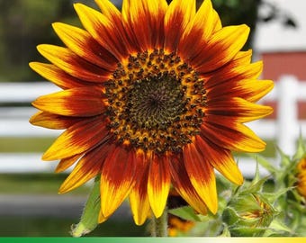 25+ Seeds| Ring of Fire Sunflowers Seeds - Helianthus annuus - Open-Pollinated - Organic - Heirloom - Mix Seeds to Plant -  #E017