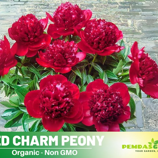 10+Seeds| Red Charm Peony Perennial Seeds  - Authentic Seeds - Perennial~GMO Free~~Flower seeds ~ Asian Garden~ Herbs B5G1#B041