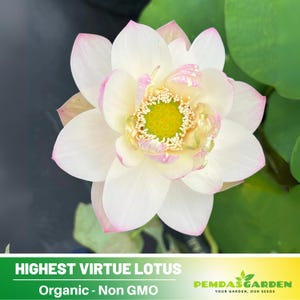 5 Rare Seeds| Highest Virtue Lotus Seeds  - Indian Lotus (Nelumbo nucifera) Seeds - Flower Seeds -  #Q045