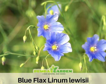 Blue Flax Flower Seeds (linum Perenne) 200+seeds - Etsy