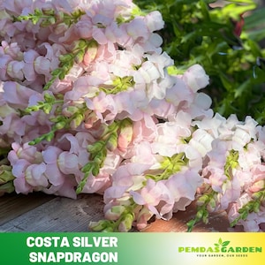 May include: A bunch of pale pink and white snapdragon flowers. The flowers are arranged in a bouquet and have a delicate, ruffled appearance. The text "COSTA SILVER SNAPDRAGON" is displayed at the bottom of the image.
