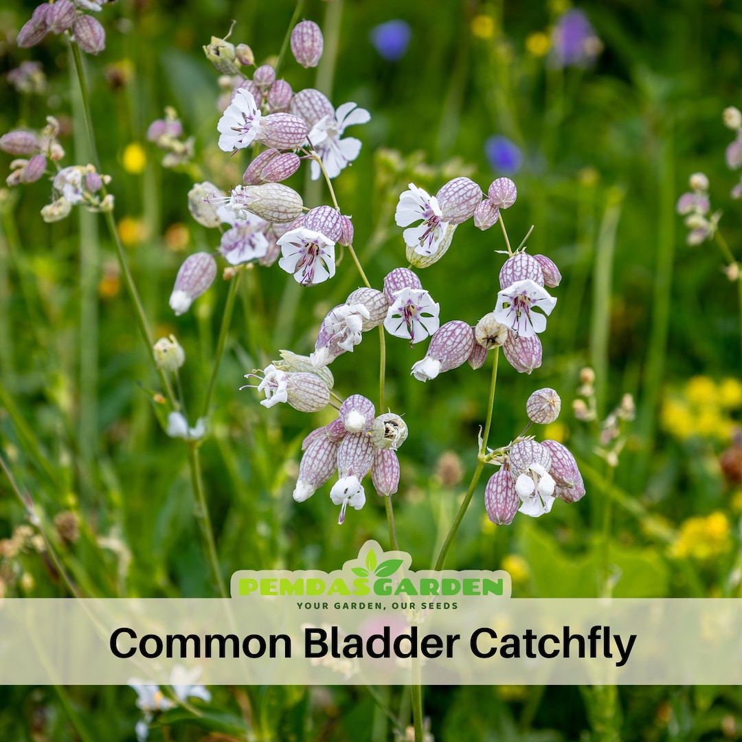 Common Bladder Catchfly Seeds – Silene Vulgaris | Hardy White ...