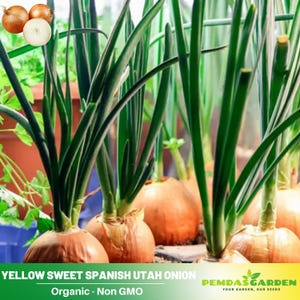 30 Seeds| Onion Seeds, Utah Yellow seeds - Authentic Seeds ~ GMO Free ~ Seeds~Flower seeds~ Vegetable seeds~Asian Garden~Herbs   #7024