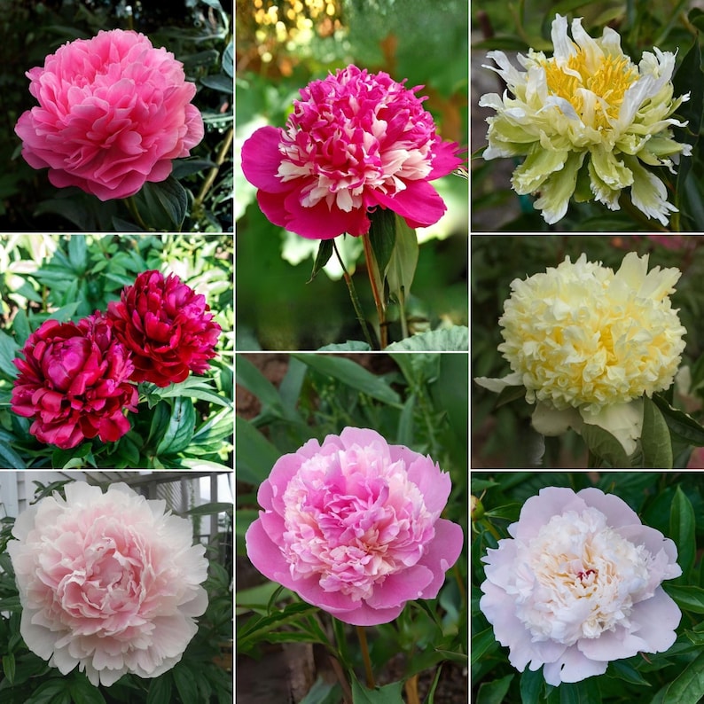 10+ Seeds| Multi-color MIX Peony Perennial Seeds- Paeonia - Attract ...