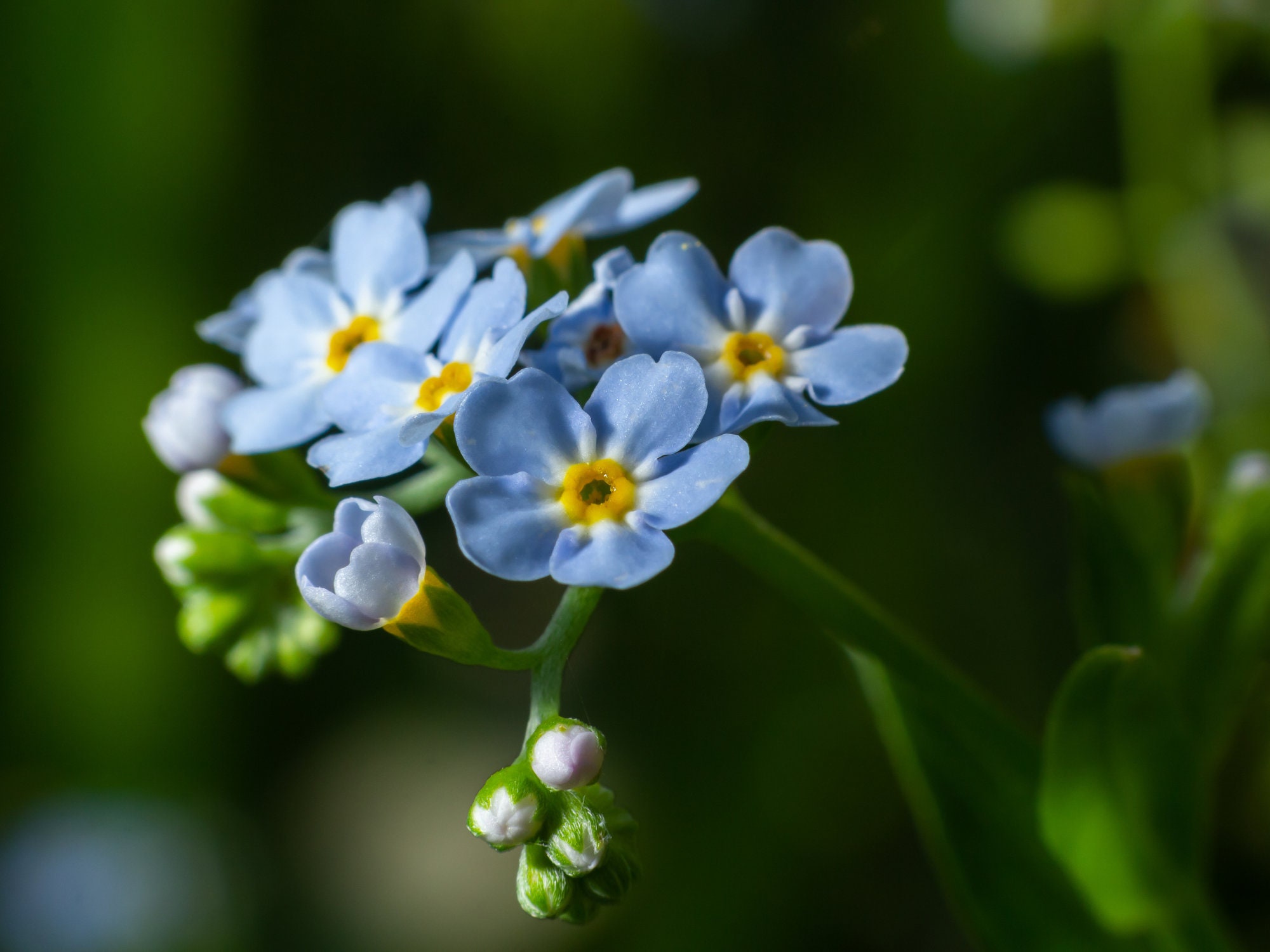 ARABIA エステリ ボタニカ\"Myosotis scorpioides\" Myosotis Scorpioides Water Forget-Me-Not | SiteOne US