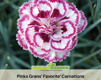 Pinks Grans' Favorite' Carnations -Dianthus Seeds - Open-Pollinated -organic - Heirloom - Flower Seeds - Mix Seeds to Plant