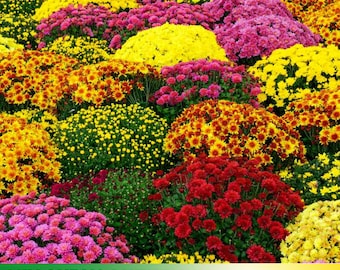 50+ Seeds| | Mix Chrysanthemum Seeds - Open-Pollinated - Organic - Heirloom - Flower Seeds - Mix Seeds to Plant -