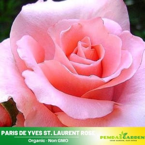 30+ Rare Seeds| Paris de Yves St. Laurent Rose Seeds - Authentic Seeds - Perennial~ GMO Free ~Flower seeds~ ~ Asian Garden~ Herbs  #1044