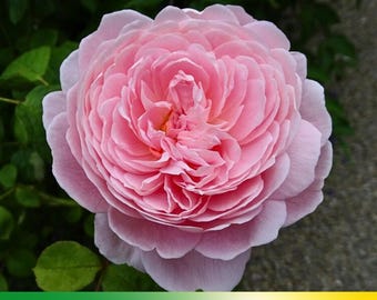 30+ Seeds|  Pink England Rose Seeds - Authentic Seeds - Perennial~ GMO Free ~Flower seeds~ ~ Asian Garden~ Herbs  #1039