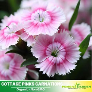 30+Seeds|Cottage Pinks Carnations - Dianthus Seeds - Authentic - Open-Pollinated -Organic - Heirloom -Flower Seeds - Mix Seeds to Plant#ca33