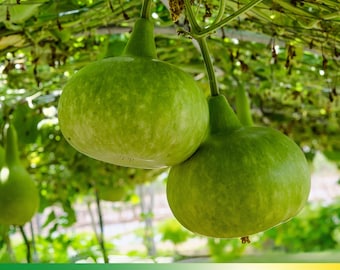 10 Round Bottle Gourd Seeds – Lagenaria Siceraria – Organic Vegetable Seeds for Edible Gourds, Easy Grow Climbing Vine, High Yield Plant