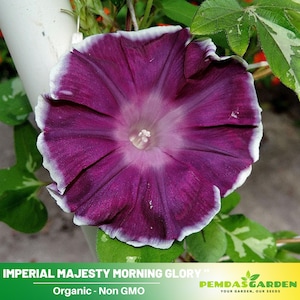 May include: A close-up of a purple morning glory flower with white edges. The flower has a deep purple center and a white rim. The text "IMPERIAL MAJESTY MORNING GLORY" and "Organic - Non GMO" is visible at the bottom of the image.