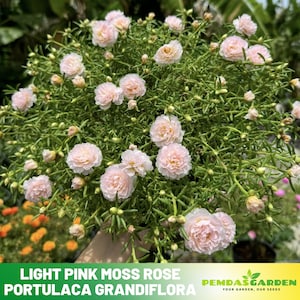 Golden Herb Purslane seeds - Portulaca Seed - Moss Rose Seeds - Heirloom Succulent- Colorful Flowers- Drought Tolerant -  #8180