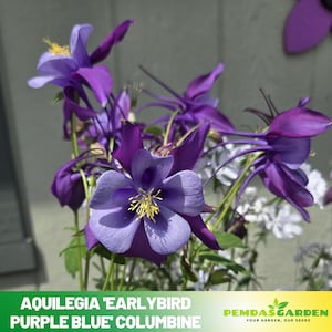 25+ Seeds| Aquilegia &#39;Earlybird Purple Blue&#39; Columbine Seeds - Cold Resistant - Potted -Deciduous - Plant in Late Summer to Early Fall -#114