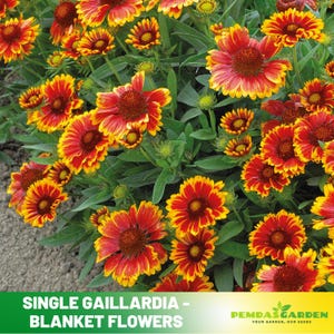 May include: A close-up of a bed of vibrant red and yellow single Gaillardia blanket flowers. The flowers have a bright yellow edge and a deep red center. The text "SINGLE GAILLARDIA - BLANKET FLOWERS" is at the bottom of the image.