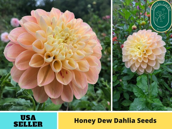 40 Seeds Honey Dew Dahlia Perennial Seeds Authentic Seeds - Etsy